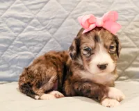 Clara Bow, a female Aussiedoodle for sale in Tulsa, OK – 5 of 10