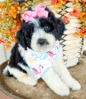 Penelope, a female Miniature Aussiedoodle for sale in Tulsa, OK – 10 of 10