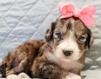 Clara Bow, a female Aussiedoodle for sale in Tulsa, OK – 7 of 10
