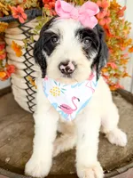 Vera, a female Miniature Aussiedoodle for sale in Tulsa, OK – 8 of 10