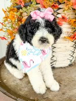 Penelope, a female Miniature Aussiedoodle for sale in Tulsa, OK – 4 of 10