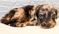 Dexter, a male Aussiedoodle for sale in Tulsa, OK – 2 of 10