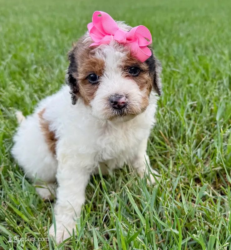 Pebbles  – Miniature Aussiedoodle puppy for sale in Tulsa, OK