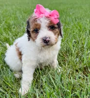 Pebbles , a female Miniature Aussiedoodle for sale in Tulsa, OK – 1 of 10