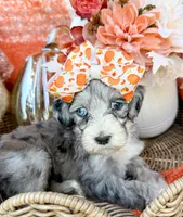 Clara Bow 🎀, a female Aussiedoodle for sale in Tulsa, OK – 3 of 10