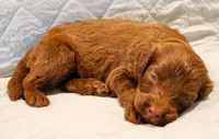 Ziggy, a male Aussiedoodle for sale in Tulsa, OK – 10 of 10