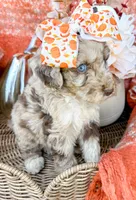 Annie , a female Aussiedoodle for sale in Tulsa, OK – 7 of 8