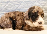 Patch , a male Aussiedoodle for sale in Tulsa, OK – 7 of 9