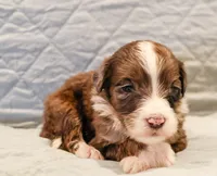 Bentley , a male Aussiedoodle for sale in Tulsa, OK – 5 of 8