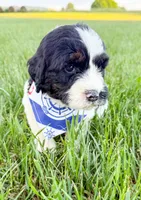 Po, a male Miniature Aussiedoodle for sale in Tulsa, OK – 3 of 10