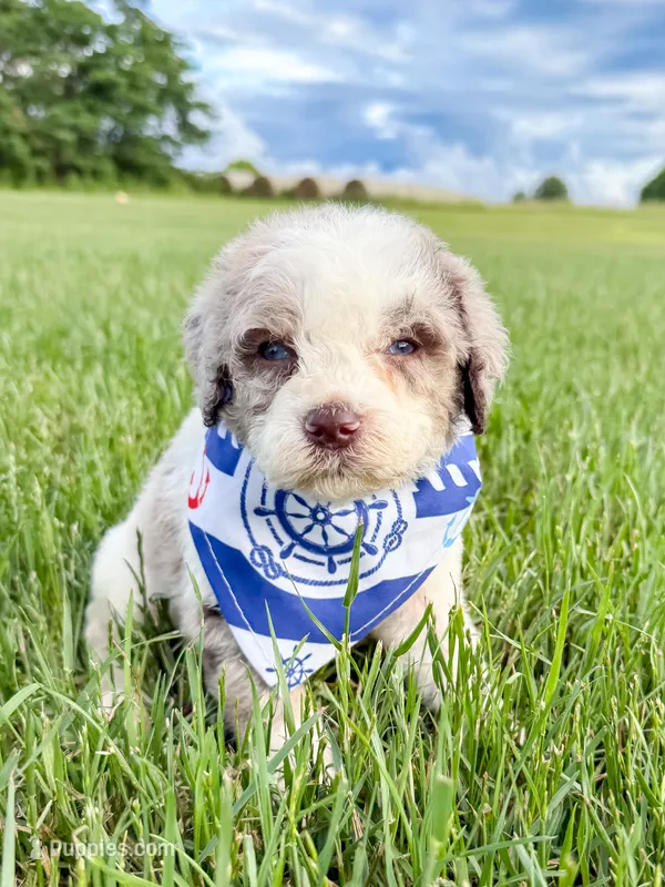 Marshall – Miniature Aussiedoodle puppy for sale in Tulsa, OK