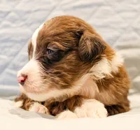 Bentley , a male Aussiedoodle for sale in Tulsa, OK – 8 of 8