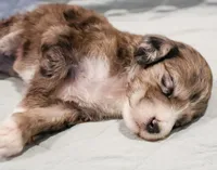 Clara Bow, a female Aussiedoodle for sale in Tulsa, OK – 9 of 10