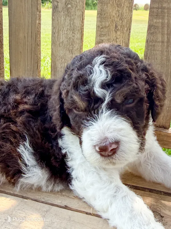 Cowboy – Miniature Aussiedoodle puppy for sale in Tulsa, OK