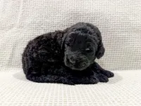 Maya, a female Bernedoodle for sale in Tulsa, OK – Photo 7 of 10