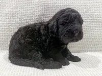 Maya, a female Bernedoodle for sale in Tulsa, OK – Photo 3 of 10