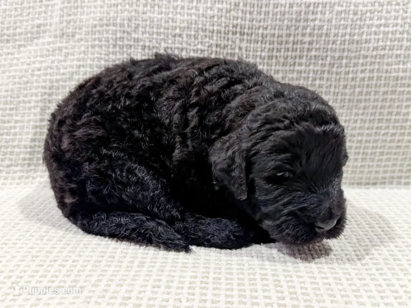 Maya, a female Bernedoodle for sale in Tulsa, OK – Photo 1 of 10