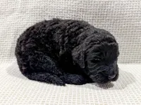 Maya, a female Bernedoodle for sale in Tulsa, OK – Photo 1 of 10