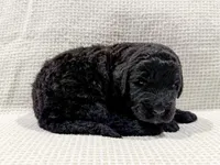 Maya, a female Bernedoodle for sale in Tulsa, OK – Photo 6 of 10