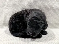 Maya, a female Bernedoodle for sale in Tulsa, OK – Photo 2 of 10