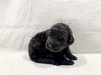 Maya, a female Bernedoodle for sale in Tulsa, OK – Photo 8 of 10