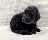 Maya, a female Bernedoodle for sale in Tulsa, OK – Photo 5 of 10