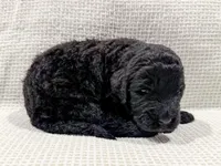 Maya, a female Bernedoodle for sale in Tulsa, OK – Photo 4 of 10