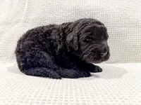 Maya, a female Bernedoodle for sale in Tulsa, OK – Photo 10 of 10