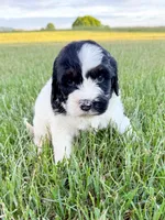 Po, a male Miniature Aussiedoodle for sale in Tulsa, OK – 4 of 10