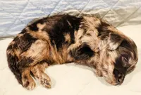 Dexter, a male Aussiedoodle for sale in Tulsa, OK – 6 of 10