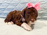 Raven , a female Aussiedoodle for sale in Tulsa, OK – 9 of 9