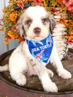 Marshall, a male Miniature Aussiedoodle for sale in Tulsa, OK – 5 of 10