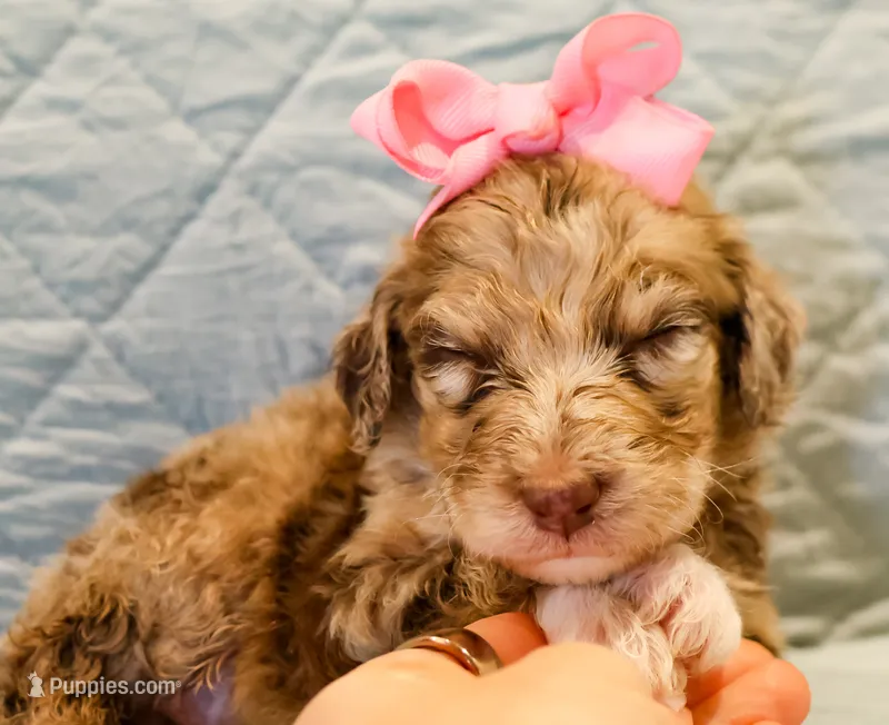 Annie  – Aussiedoodle puppy for sale in Tulsa, OK