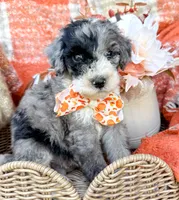 Patch , a male Aussiedoodle for sale in Tulsa, OK – 6 of 10