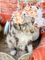 Annie , a female Aussiedoodle for sale in Tulsa, OK – 4 of 8