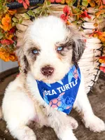 Marshall, a male Miniature Aussiedoodle for sale in Tulsa, OK – 4 of 10