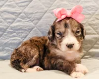Clara Bow, a female Aussiedoodle for sale in Tulsa, OK – 3 of 10