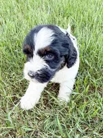 Po, a male Miniature Aussiedoodle for sale in Tulsa, OK – 6 of 10