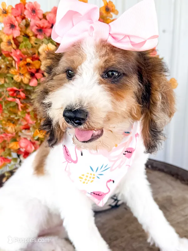 Pebbles  – Miniature Aussiedoodle puppy for sale in Tulsa, OK