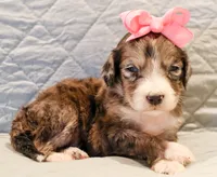 Clara Bow, a female Aussiedoodle for sale in Tulsa, OK – 1 of 10