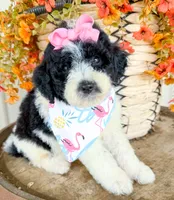 Penelope, a female Miniature Aussiedoodle for sale in Tulsa, OK – 9 of 10