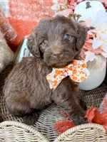 Ziggy, a male Aussiedoodle for sale in Tulsa, OK – 6 of 9