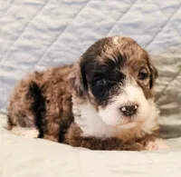 Patch , a male Aussiedoodle for sale in Tulsa, OK – 3 of 9