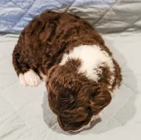 Raven , a female Aussiedoodle for sale in Tulsa, OK – 3 of 9