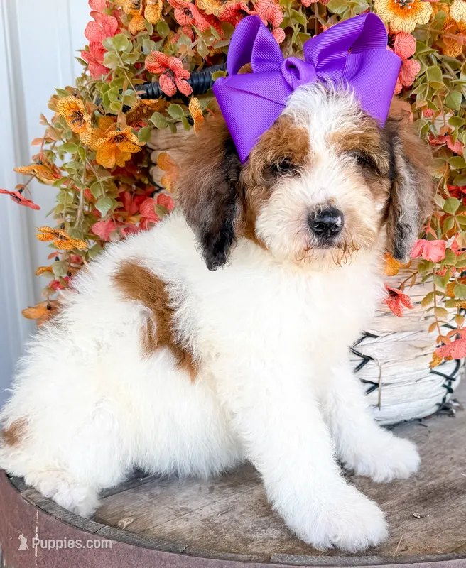 Pebbles  – Miniature Aussiedoodle puppy for sale in Tulsa, OK