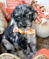 Dexter, a male Aussiedoodle for sale in Tulsa, OK – 7 of 10