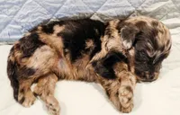 Dexter, a male Aussiedoodle for sale in Tulsa, OK – 9 of 10