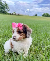 Pebbles , a female Miniature Aussiedoodle for sale in Tulsa, OK – 6 of 10