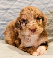 Annie , a female Aussiedoodle for sale in Tulsa, OK – 8 of 9