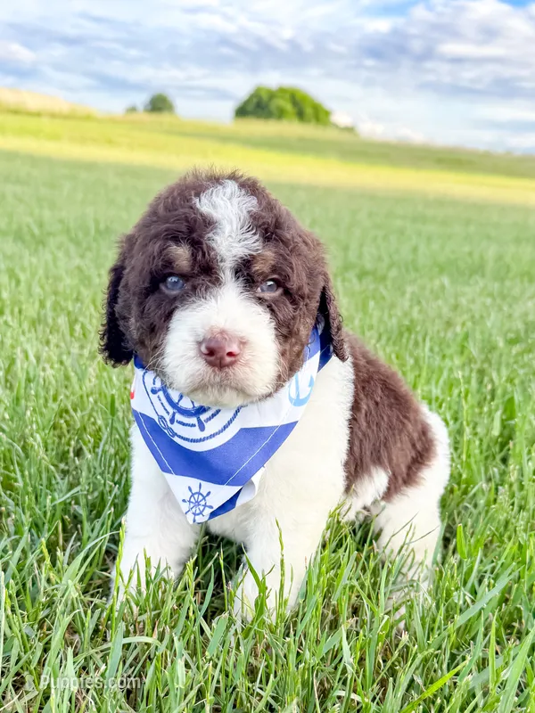 Cowboy – Miniature Aussiedoodle puppy for sale in Tulsa, OK